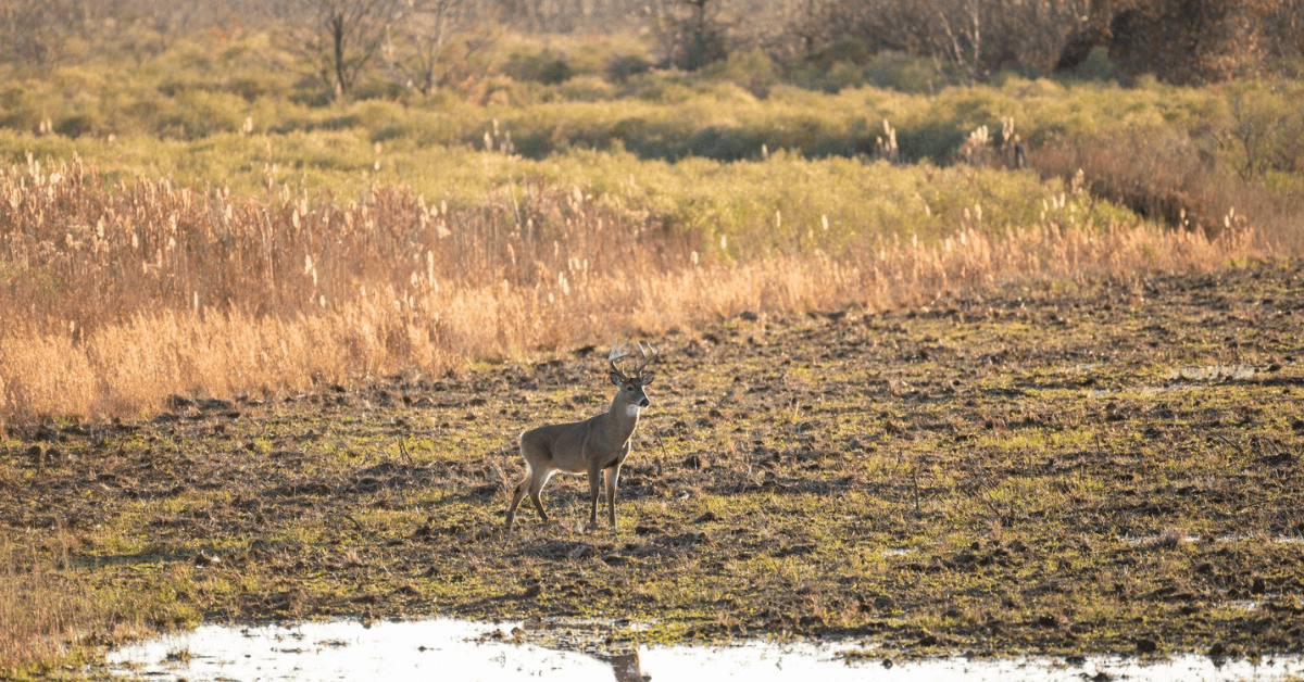 Featured Image for Late-Season Whitetail Food Sources in the South
